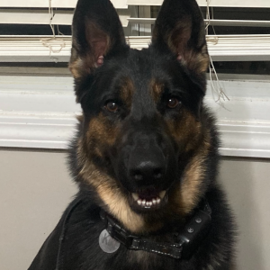 Image of Kiki, Lost Dog