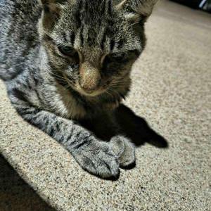 Image of Jagger, Found Cat