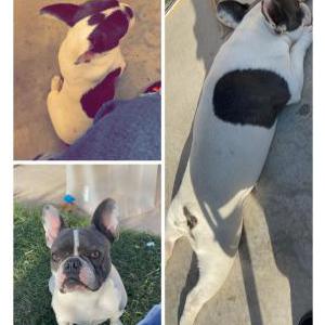 Image of Biggie smalls, Lost Dog