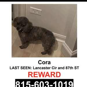 Image of Cora, Lost Dog