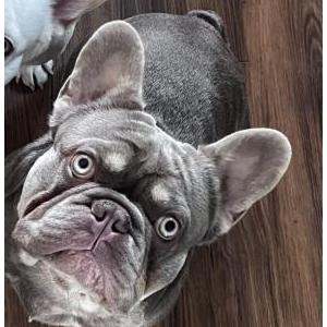 Image of Cortado, Lost Dog