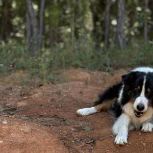 Image of Max, Lost Dog