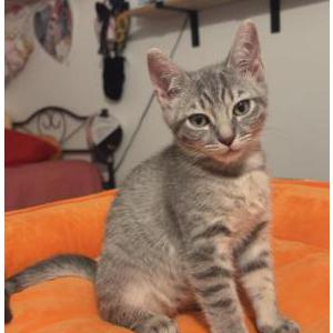 Image of Rosin, Lost Cat