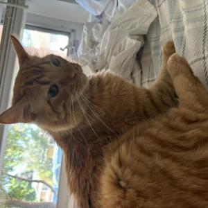 Image of Kitty, Lost Cat