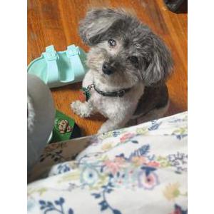 Image of Oreo, Lost Dog