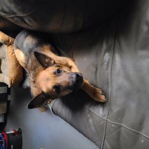 Image of Unknown, Found Dog