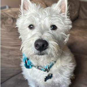 Image of Teddy, Lost Dog