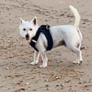 2nd Image of Teddy, Lost Dog