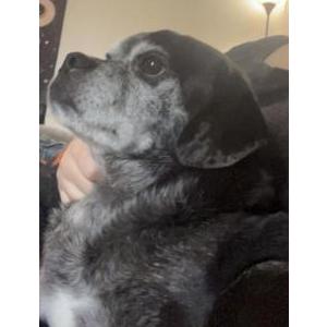 Image of Crowley, Lost Dog