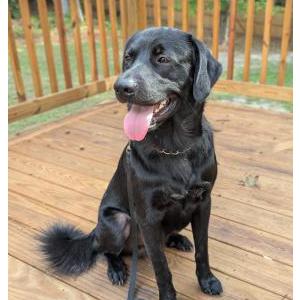 Image of Unknown, Found Dog