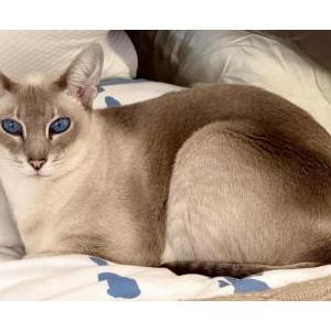 Image of Fiona, Lost Cat