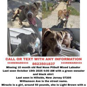 Image of Miracle, Lost Dog