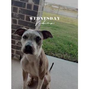 Image of Channel, Lost Dog