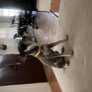 Image of Luca, Lost Dog