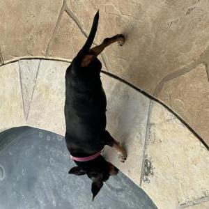 Image of Sofie, Lost Dog