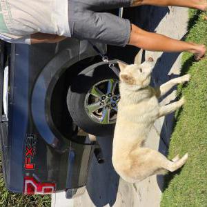 Image of Unknown, Found Dog