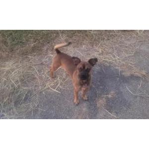 Image of Unknown, Found Dog