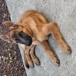 Image of Unknown, Found Dog