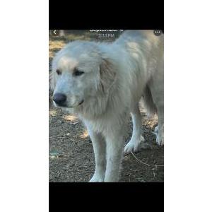 Image of Cosmo, Lost Dog