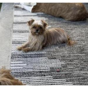 Image of Paris Rowe, Lost Dog