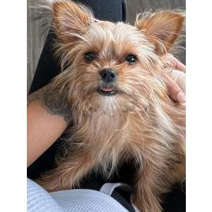 2nd Image of Paris Rowe, Lost Dog