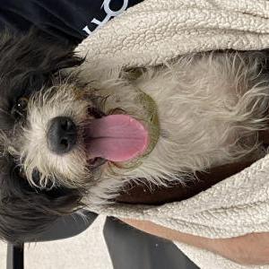 Image of Unknown, Found Dog