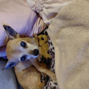 Image of Honey, Lost Dog