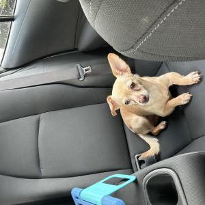 Image of Tyson, Lost Dog