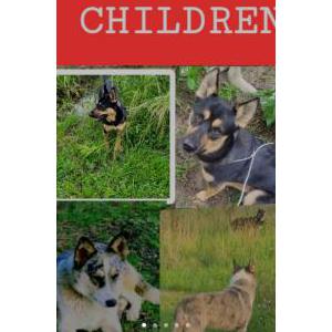 Image of Gemma & boi, Lost Dog