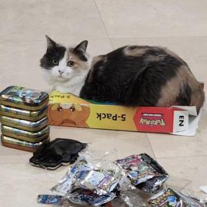 Image of Ganja, Lost Cat