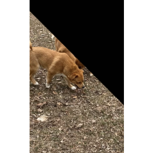 Lost Dog Kobe