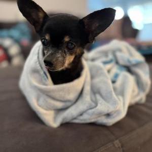 Image of Unknown, Found Dog