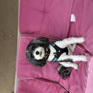 Image of Elvis, Lost Dog