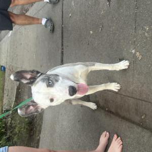 Found Dog unknown