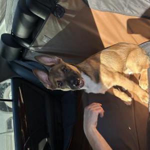 Image of Unknown, Found Dog