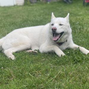 Image of Honey, Lost Dog