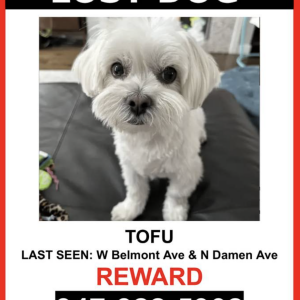 Image of Tofu, Lost Dog
