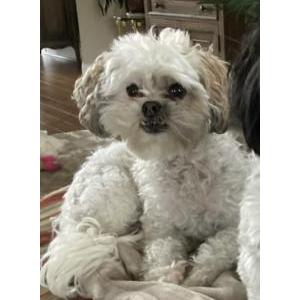 Image of Tashi, Lost Dog