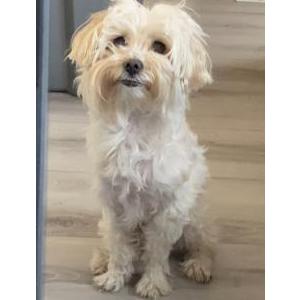 Image of Luna, Lost Dog