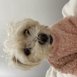 2nd Image of Luna, Lost Dog