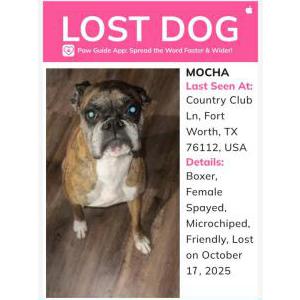 Image of Mocha, Lost Dog