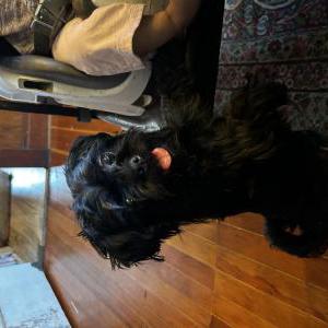 Found Dog Unknown