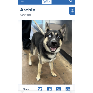 Found Dog Archie