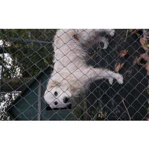Image of Unknown make great P, Found Dog