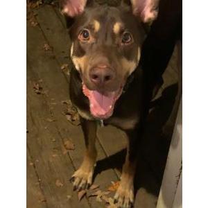 Image of King, Lost Dog