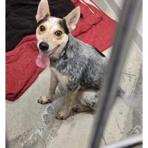 Found Dog Unsure