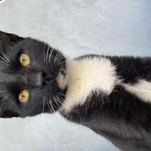 Image of Frijol, Lost Cat