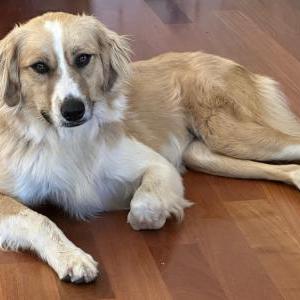 Image of Breeze, Lost Dog