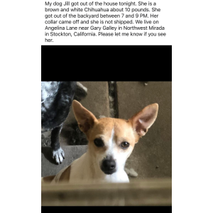 Lost Dog Jill