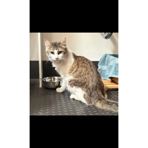 Image of Pounce, Lost Cat